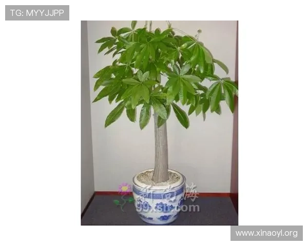 澳门永利发财树：打造幸运与繁荣的绿色吉祥物